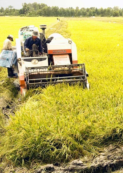 Dong Thap Province farmers harvest rice (Photo: SGGP)